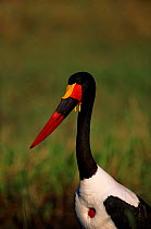 Saddlebilled stork (Ephippiorhynchus senegalensis) male. Moremi reserve, Botswana, Southern Africa
