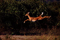 Young Impala (Aepyceros melampus) leaping. Chobe NP, Botswana, Southern Africa