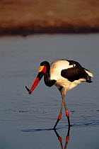 Saddlebill stork (Ephippiorhynchus senegalensis) fishing. Moremi rserve, Botswana, Southern Africa