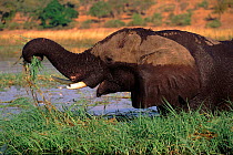 African elephant (Loxodonta africana) feeding in water. Chobe NP, Botswana, Southern Africa