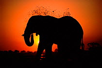 African elephant (Loxodonta africana) dusting itself at dusk. Chobe NP, Botswana, Southern Africa