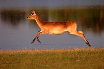 Lechwe (Kobus leche) running. Moremi reserve, Botswana, Southern Africa