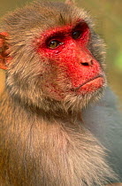 Rhesus macaque, male {Macaca mulatta} Keoladeo Ghana NP, Rajasthan, India