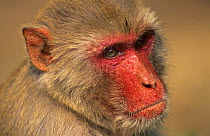Rhesus macaque (Macaca mulatta) male, head portrait, Keoladeo Ghana NP, India
