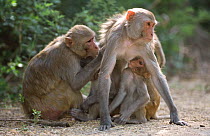 Rhesus macaque family group {Macaca mulatta} one grooming female whilst baby is suckling, Keoladeo Ghana NP, Bharatpur, Rajasthan, India