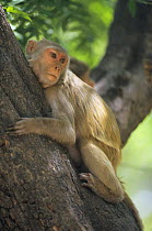 Young Rhesus macaque (Macaca mulatta) clinging to tree, Keoladeo Ghana NP, India
