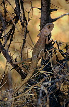 Garden lizard {Calotes versicolor} climbing bush, Ranthambore NP, Rajasthan, India