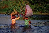 Ladies carrying grass wading through water. Keoladeo Ghana NP, Bharatpur, India