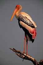 Painted stork (Ibis leucocephalus). Keoladeo Ghana NP, Bharatpur, India