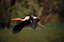 Painted stork (Ibis leucocephalus) flying. Keoladeo Ghana NP, Bharatpur, India