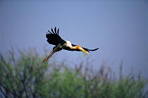 Painted stork flying with nesting material {Ibis leucocephalus} Keoladeo Ghana / Bharatpur NP, Rajasthan, India
