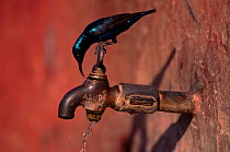 Purple sunbird (Nectarinia asiatica) male, drinking from tap. Keoladeo Ghana NP, Bharatpur, India