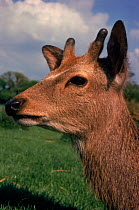 Sika deer (Cervus nippon). Devon, England, UK, Europe