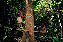 Bambuti pygmies cutting forest tree Epulu rainforest, Democratic Republic of Congo.