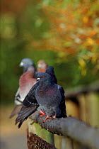 Rock doves/pigeons perched on fence, UK