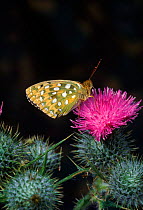 Dark green fritillary butterfly at thistle flower, North downs Sussex, UK