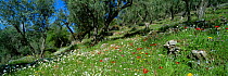 Panoramic view of wild flowers in traditional Olive grove in spring, Lesbos, Greece