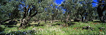 Spring wild flowers in Olive grove, Lesbos, Greece