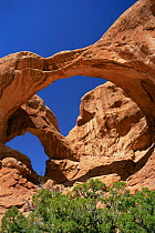Double Arch with man standing below to show size, Arches NP, Utah, USA