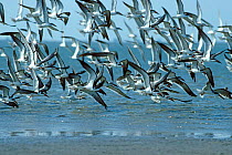 Black skimmer flock flying over sea {Rynchops nigra} Texas USA