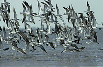 Flock of Black skimmers {Rynchops nigra} flying over the sea, Texas, USA