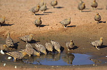 Namaqua Sandgrouse (Pterocles namaqua) drinking at shrunken pool, Kalahari, Gemsbok NP, S Africa