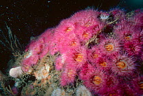 Sea anemones {Sagartia elegans} Scilly Isles UK