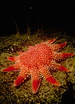 Common sunstar {Crossaster papposus} UK