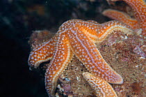 Common starfish {Asterias rubens} UK