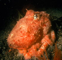 Northern octopus off Mull, Scotland