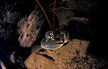 European lobster {Homarus gammarus} UK