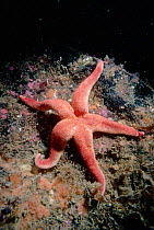 Bloody Henry starfish {Henricia oculata} Cornwall UK