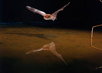 Daubenton's bat (Myotis daubentoni) flying over water. Germany, Europe
