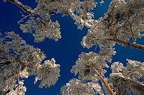 of frozen trees against blue sky. Germany, Europe