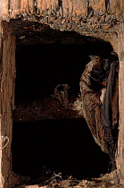 Particoloured bat roosting {Vespertilio murinus} Germany