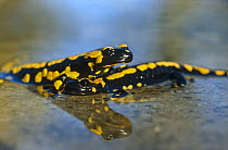 Two European salamanders in water {Salamandra salamandra} Germany