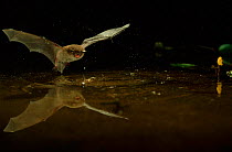 Daubenton's bat (Myotis daubentoni) hunting over water. Germany, Europe