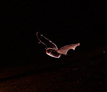Daubenton's bat (Myotis daubentoni) in flight. Germany, Europe