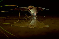 Daubenton's bat catching insect over water {Myotis daubentoni} Germany