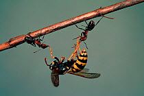 Wood ants (Formica rufa) attacking Wasp (Polistes gallicus). Germany, Europe