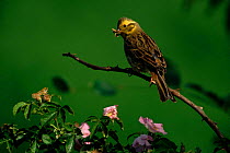 Yellowhammer (Emberiza citrinella) female with insect prey. Germany, Europe
