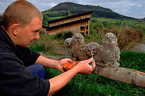 Tawny owl chicks (Strix aluco) being fed by hand. Germany, Europe