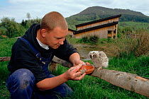 Tawny owl chick (Strix aluco) being fed by hand. Germany, europe