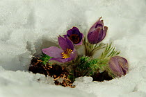 Pasque flowers (Pulsatilla vulgaris) in snow. Sweden, Scandinavia, Europe