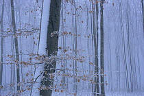 European beech (Fagus sylvatica) wood in winter, Sweden