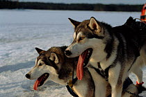 Husky dogs (Canis familiaris). Sweden, Scandinavia, Europe
