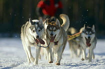 Husky dogs pulling sledge {Canis familiaris} Sweden