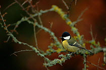 Great tit (Parus major). Germany, Europe