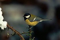 Great tit (Parus major) with snow. Germany, Europe