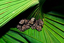 Tent building bats (Uroderma bilobatum) in palm leaf. Panama, Central America